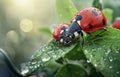 Dewy Ladybug on Leaf Royalty Free Stock Photo