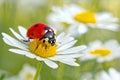 Close up of Ladybug on white daisy flower. Spring summer background Royalty Free Stock Photo