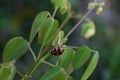 Close up Ladybugs on the leaf Royalty Free Stock Photo