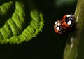 Close up of 2 ladybugs Royalty Free Stock Photo