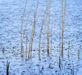 Close up of lake reed bed in heavy storm with rain splashing on lake Royalty Free Stock Photo