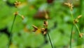 Close-up of the lake shore bulrush fruits Schoenoplectus lacustris, or common club-rush on green blurred background Royalty Free Stock Photo