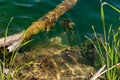 Close-up lake shore with crystal clear emerald water, rocky bottom and algae, tree branch in water overgrown with plants Royalty Free Stock Photo