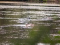 Close up of lake surface water outside with ducks Royalty Free Stock Photo