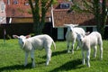 Close-up on lambs grazing alongside dike in Hindeloopen, Friesland