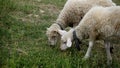 Close up of Lambs Head Chewing, Sheep on Meadow, Field, Farming Royalty Free Stock Photo