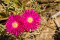 Close up of Lampranthus zeyheri iceplant, California