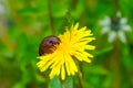 Close-up of a land slug on a yellow dandelion flower.