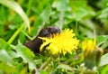 Close-up of a land slug on a yellow dandelion flower.