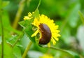 Close-up of a land slug on a yellow dandelion flower.