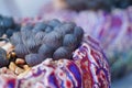 Close up the landscape of fleshy plants sprouting. Royalty Free Stock Photo