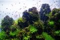 Close up landscape image of nature aquarium tank with a variety of aquatic plants and neon fish