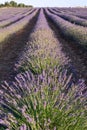 Close-up of landscape of lavender crops