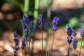 Close up landscape view of English lavender blossoms in a sunny garden Royalty Free Stock Photo