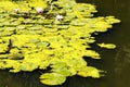 Close-up landscape view of picturesque pond with lily pads on the surface. Scenic Arboretum Oleksandriya in Bila Tserkva, Ukraine