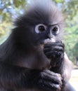 Close up of langur primate monkey eating while keeping an eye out for threats and visitors