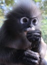 Close up of langur primate monkey eating while keeping an eye out for threats and visitors.