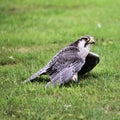 A close up of a Lanner Falcon Royalty Free Stock Photo