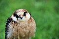 A close up of a Lanner Falcon Royalty Free Stock Photo