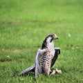 A close up of a Lanner Falcon Royalty Free Stock Photo