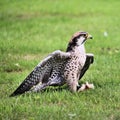 A close up of a Lanner Falcon Royalty Free Stock Photo