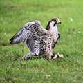 A close up of a Lanner Falcon Royalty Free Stock Photo