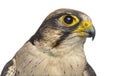 Close-up of a Lanner falcon - Falco biarmicus Royalty Free Stock Photo