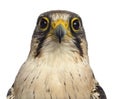 Close-up of a Lanner falcon - Falco biarmicus Royalty Free Stock Photo