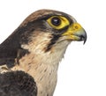 Close-up of a Lanner falcon - Falco biarmicus Royalty Free Stock Photo