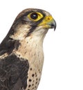Close-up of a Lanner falcon - Falco biarmicus Royalty Free Stock Photo