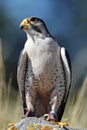 Close up of a Lanner Falcon Royalty Free Stock Photo