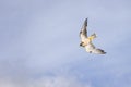Close up of a Lanner Falcon in the sky in a stoop dive Royalty Free Stock Photo
