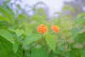 Close up Lantana camara