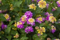 Close up Lantana camara. Summer flowers series, beautiful Lantana camara. Lantana or Wild sage or Cloth of gold or Lantana camara Royalty Free Stock Photo