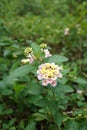 Lantana camera flower in nature garden