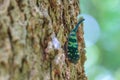 Close up Lanternflies on tree Royalty Free Stock Photo