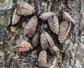 Spotted Lanternflies on Tree in Berks County, Pa