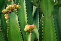 Close up of Lanzarote cactus in fruit