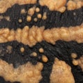 Close-up of Laos Warty Newt