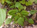 A close up of Laportea plant. a genus ofÂ plantsÂ in the familyÂ Urticaceae. Plant background or wallpaper. No people