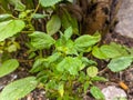 A close up of Laportea plant. a genus ofÂ plantsÂ in the familyÂ Urticaceae. Plant background or wallpaper. No people