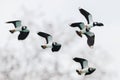 close-up of lapwing flock (vanellus vanellus) in flight Royalty Free Stock Photo