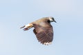 Close-up lapwing pewit vanellus vanellus in flight Royalty Free Stock Photo