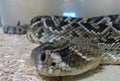 Closeup of a diamondback rattlesnake showing eye ridge and large heat pit