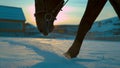 CLOSE UP: Large adult horse kicking up the freshly fallen snow on sunny morning.