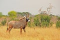 Illusive Roan Antelope standing on the dried yellow African plains in Hwange National Park