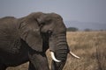 Close up of large African elephant walking alone Royalty Free Stock Photo