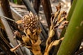 Close up of large Atap palm or Mangrove palm Royalty Free Stock Photo