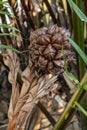 Close up of large Atap palm or Mangrove palm Royalty Free Stock Photo