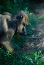 Close up of Large baboon mandrill in the middle of a forest, profile photo. These animals usually live on the ground and only occa